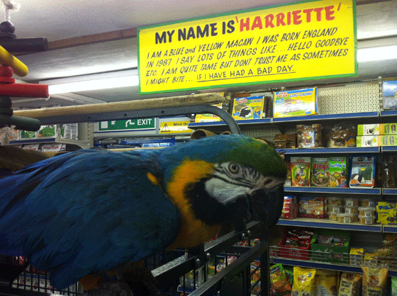 Harriette the blue macaw