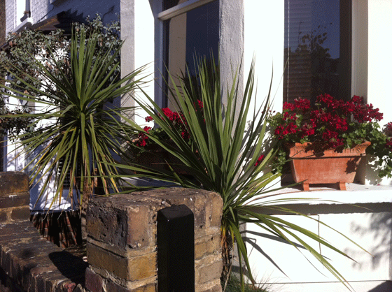 palm trees in London