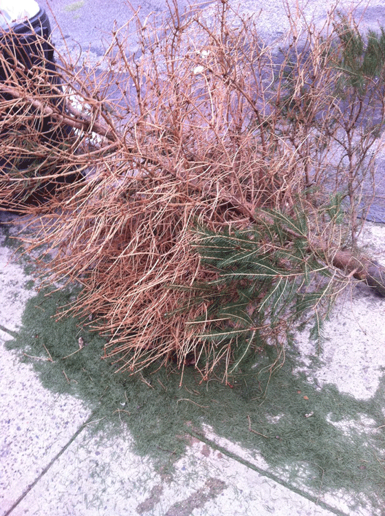 really dead Christmas tree