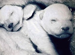 polar bear cubs Frozen Planet