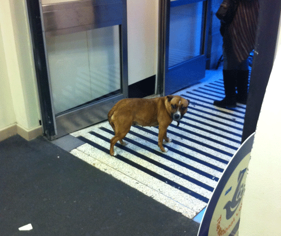sad dog