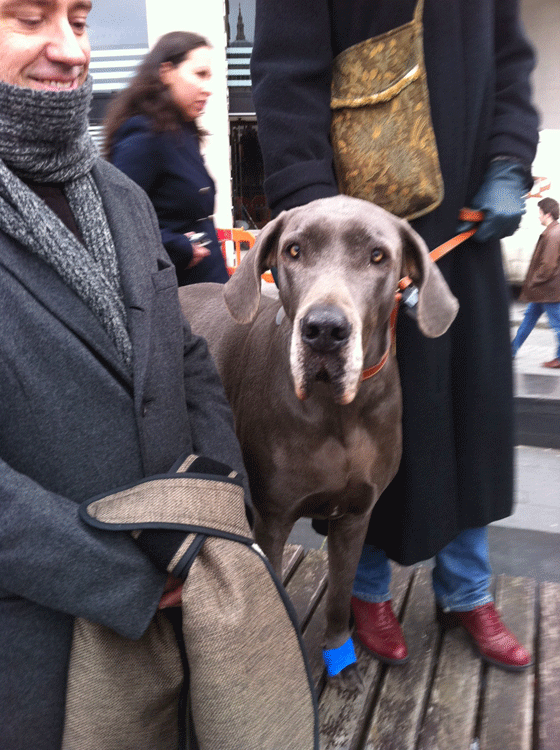 big dog