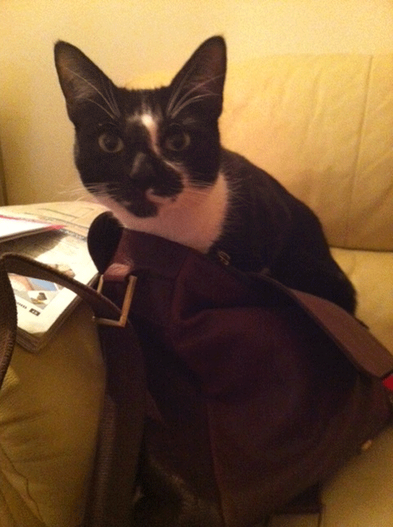 Charlie the cat