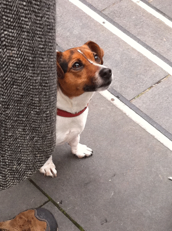little dog