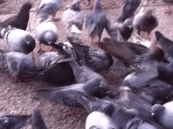 pigeon frenzy