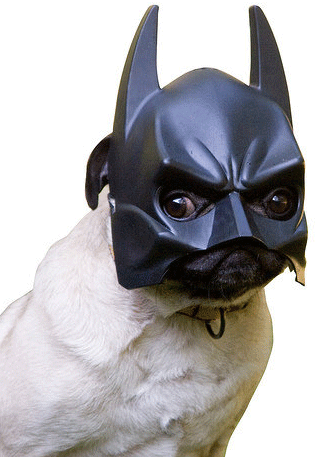 pug Batman