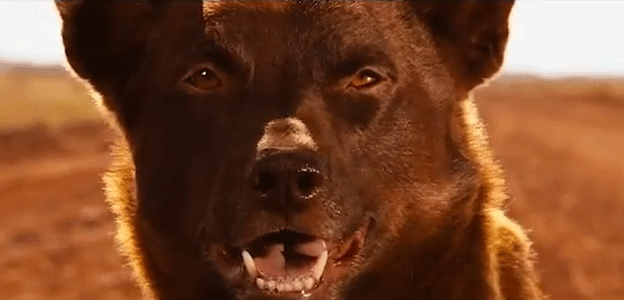 Red Dog