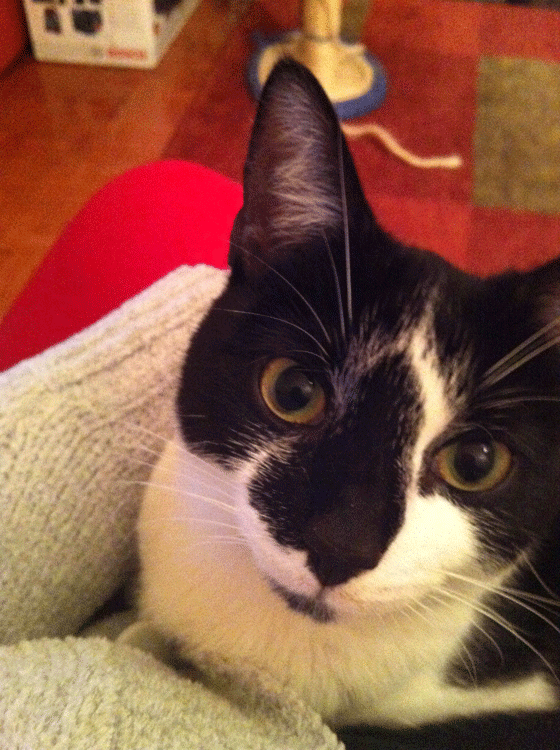 Sophie the cat