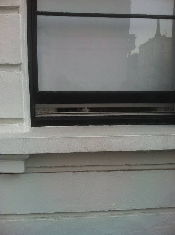 window cat