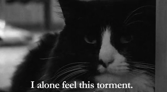 Henri cat