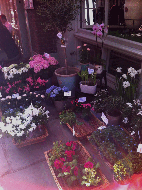 spring flowers