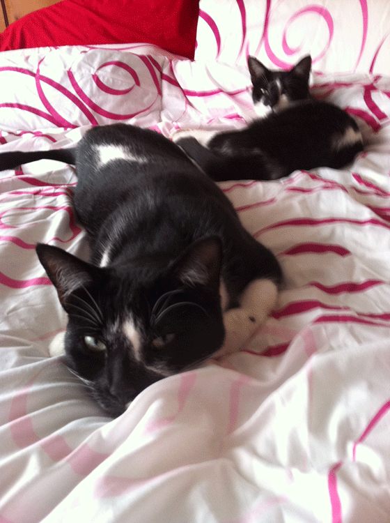 cats