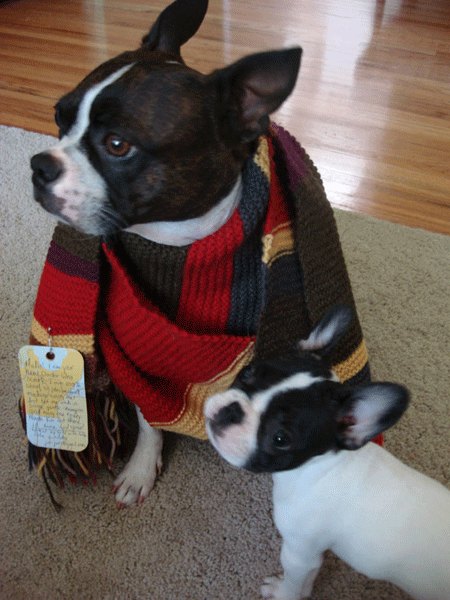 dog as Doctor Who