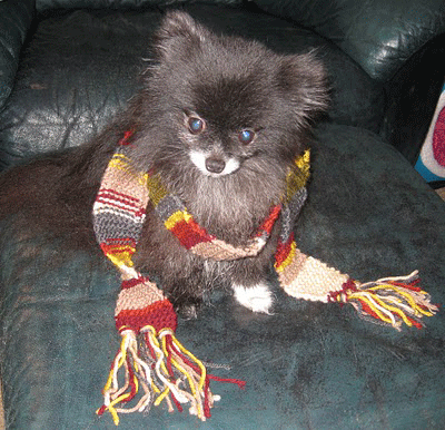 dog as Doctor Who