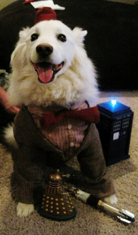 Dogtor Woof