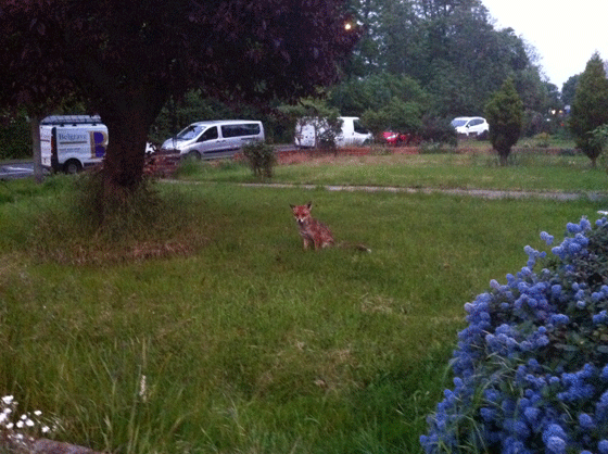 encounter with a fox