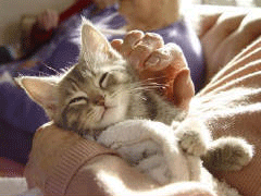 petting a cat