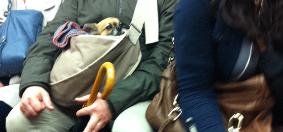 puppy on the tube