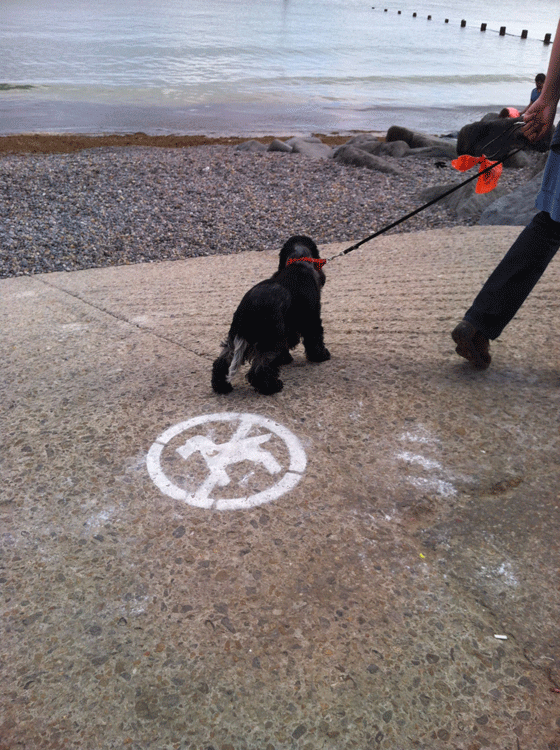 no dogs allowed on the beach