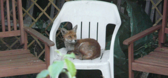 fox in the garden
