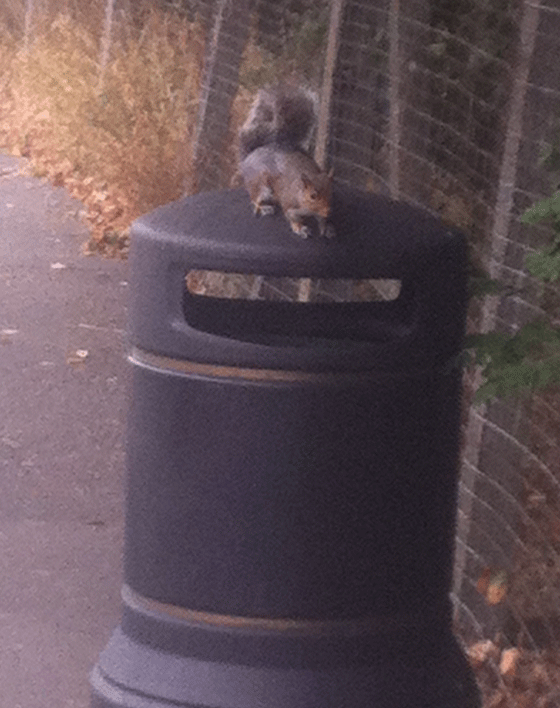 hungry squirrel