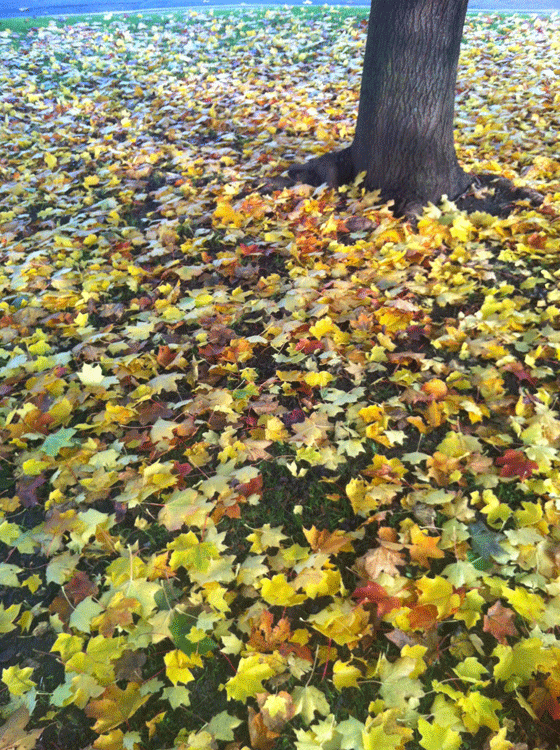 autumn litter