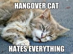 hangover cat hates everything