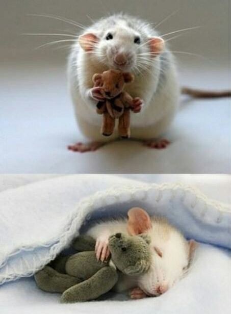 mouse with teddy bear