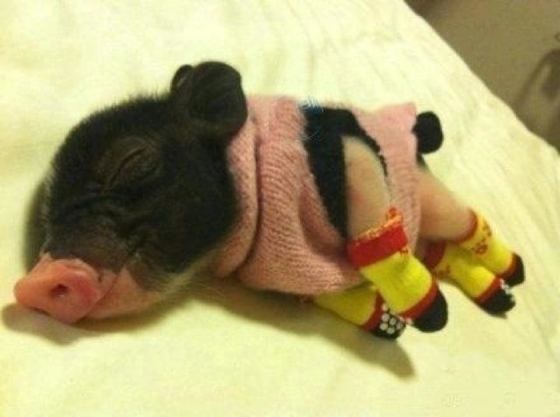 baby pig with sweater