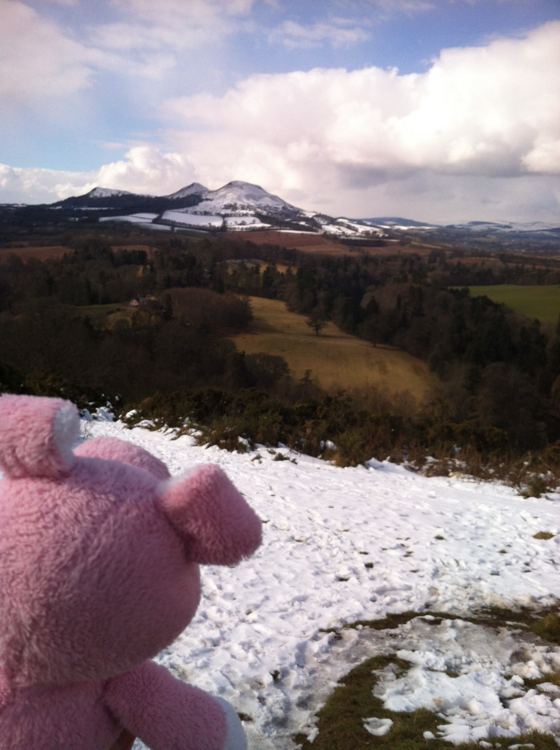 Nigel the Charity Pig in the Scottish Borders