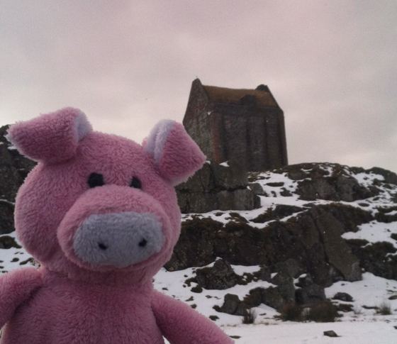 Nigel the Charity Pig in the Scottish Borders