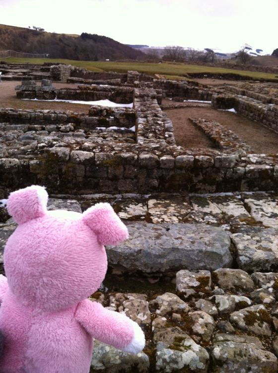 Nigel the Charity Pig in the Scottish Borders