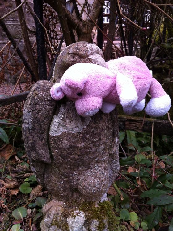 Nigel the Charity Pig in the Scottish Borders