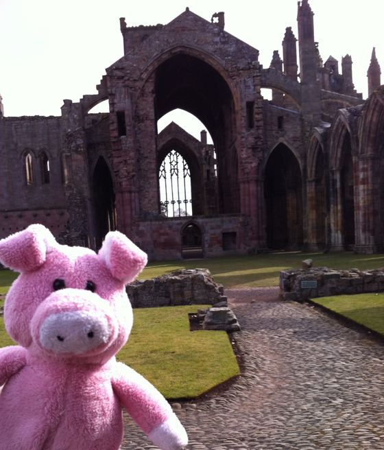 Nigel the Charity Pig in the Scottish Borders