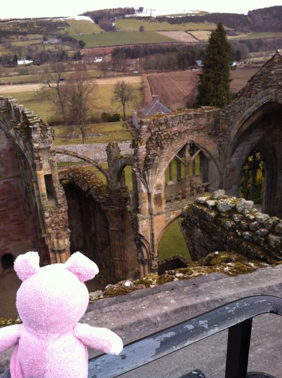 Nigel the Charity Pig in the Scottish Borders