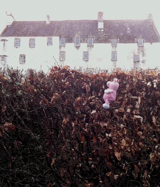 Nigel the Charity Pig in the Scottish Borders