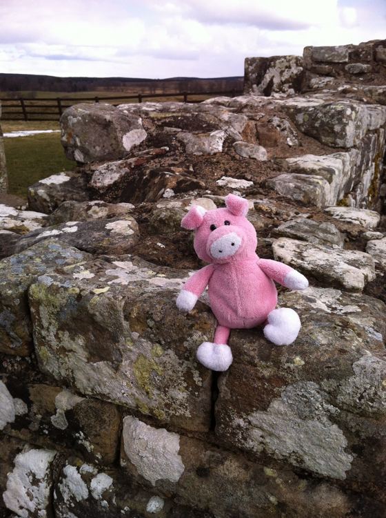 Nigel the Charity Pig in the Scottish Borders