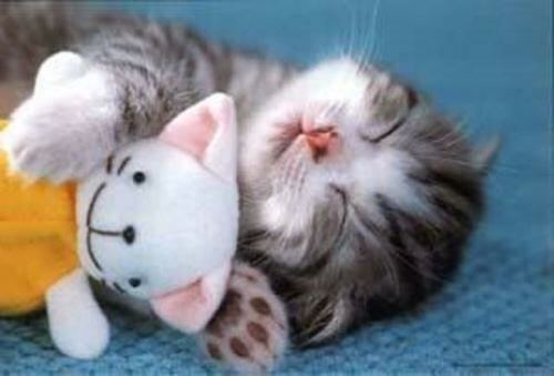 sleeping kitten