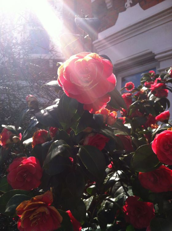 rose in sunlight