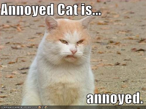 annoyedcat