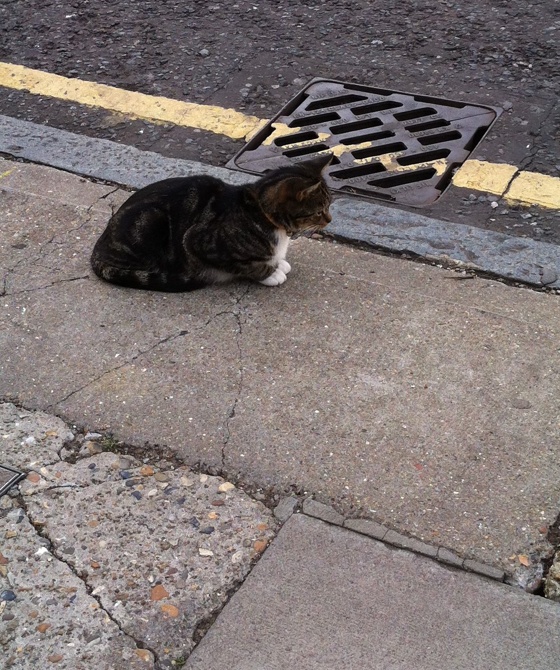kittycurb