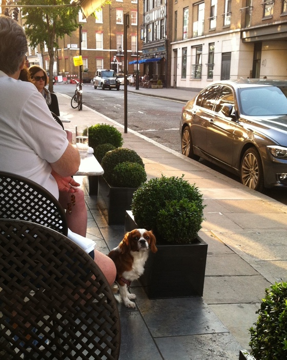 sidewalkcafedog