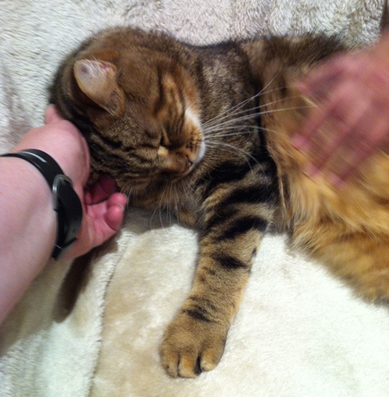 kittylovin
