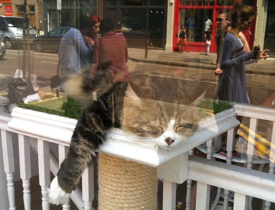 sleepycat