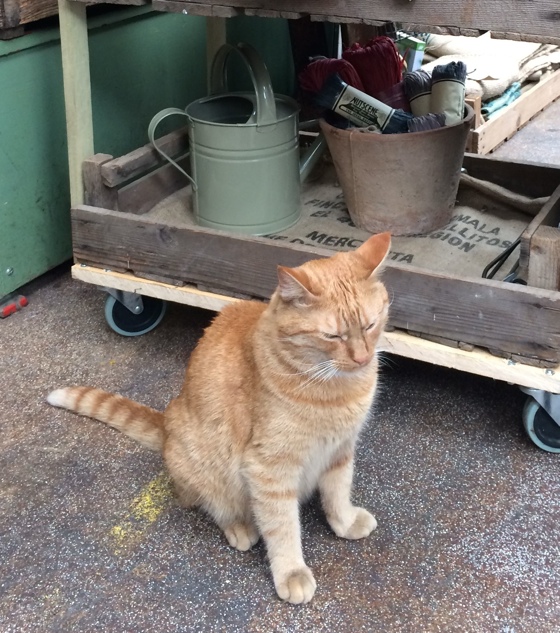 marketcat2