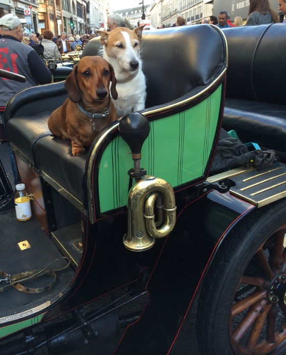 oldcardogs