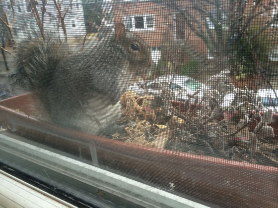 fathappysquirrel