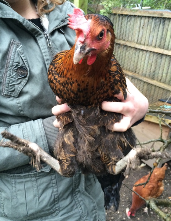 backyardchicken