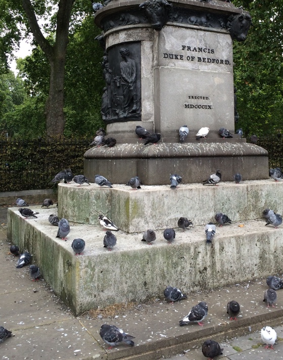 pigeonhangout