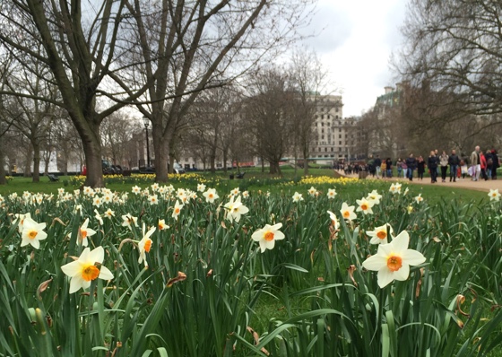 springflowers